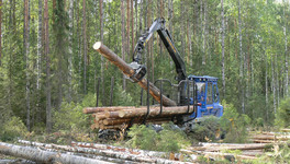Кировская область заработает на продаже леса более 350 миллионов рублей