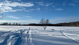 В Фаленском районе возбудили дело за убийство лосихи
