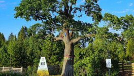 Вятские деревья поборются за звание «Российское дерево года»