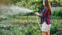 Как поливать посадки в огороде в прохладную погоду?