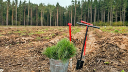 Кировская область перевыполнила план по восстановлению лесов в 2024 году