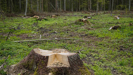 Кировчанин получил срок за незаконную рубку леса