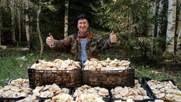 В России планируют ввести налог за сбор грибов, ягод и трав