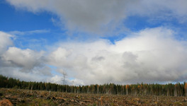 В Кирсинском и Котельничском лесничествах горят леса