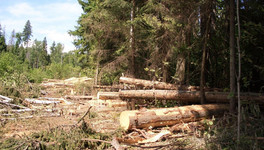 В Афанасьево депутат районной Думы незаконно вырубил лес на 1,6 миллиона рублей