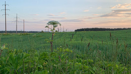 В Нижегородской области борщевик могут признать «растением-иноагентом»