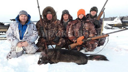 В Кировской области охотники добыли волка редкого окраса