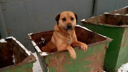 В Котельниче в мусорном баке обнаружили связанного в мешке пса