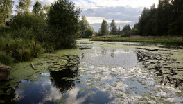 В реке Мостовице, где произошел мор рыбы, обнаружили высокое содержание щелочи