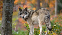 В Опаринском районе назначено вознаграждение за каждого убитого волка