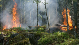 В лесах Кировской области объявили пожарную опасность четвёртого класса