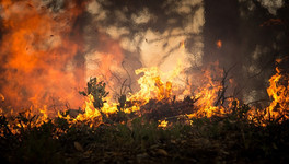 В Кировской области объявили высокую пожарную опасность