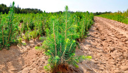 В Вятско-Полянском районе лесопользователь посадил новые деревья только после вмешательства прокуратуры