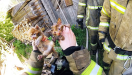 В Кумёнах пожарные спасли трёх котят из горящего дома. Видео