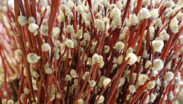 Вербное воскресенье 2026: дата, история и традиции