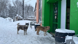 В России предложили ввести должность уполномоченного по защите животных