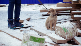 К 2022 году в Кировской области появится сеть муниципальных приютов для бездомных животных