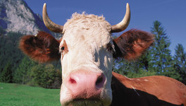 На территории трёх районов Кировской области отменили карантин по лейкозу рогатого скота