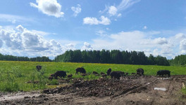 В Кировской области жителей терроризируют гибриды кабана и свиньи