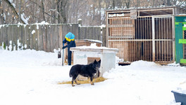 В Кирове из-за строительства школы волонтёров просят освободить участок, предназначенный для передержки собак
