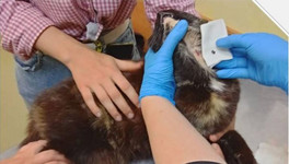 Кировские ветеринары во время вакцинации обнаружили в шее у кошки пулю