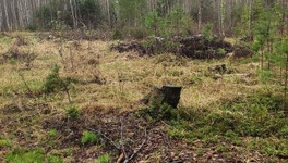 В Белохолуницком районе ранее судимый мужчина незаконно вырубил более 800 деревьев