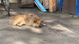 В Госдуму внесли законопроект о штрафах за выгул опасных собак без намордника