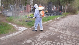 Кировские кладбища начали обрабатывать от клещей