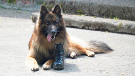 Верны на службе и в жизни: кировский кинолог - о собаках, их пенсии и работе «для души»