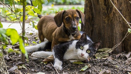 Кировчане смогут бесплатно привить своих домашних животных от бешенства