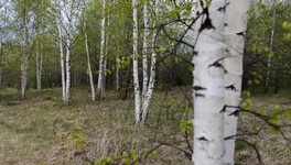 Кировская область занимает 6 место в России по заготовке древесины