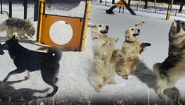 «Справедливая Россия» добилась расчистки площадки для выгула собак в парке у цирка