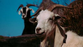 Жительницу Кильмезского района оштрафовали на 4 тысячи рублей за захоронение останков козы