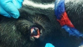 В Слободском спасли собаку с крупной занозой во внутреннем углу глаза