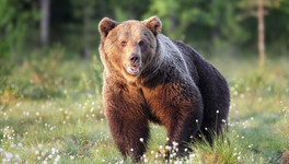 На территорию парка в Верхошижемье зашёл медведь