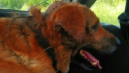 После зверского избиения в Котельниче умер пёс по кличке Граф