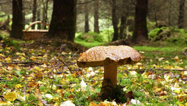 В Кировской области нашли заблудившихся в лесу грибников