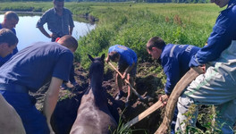 Под Кирово-Чепецком сотрудники МЧС спасли упавшую в канаву лошадь