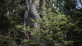 Беспилотник спас заблудившегося грибника в кировских лесах