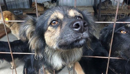 В Яранском районе подростку выплатили компенсацию из-за нападения собаки