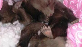 В Опаринском районе лесники нашли трёх медвежат