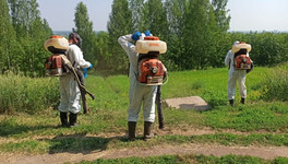 В Октябрьском районе Кирова обрабатывают территорию от борщевика