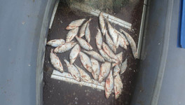 Браконьера задержали в Арбажском районе за ловлю рыбы сетью