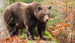 Утверждены лимиты и квоты на добычу медведя в Кировской области