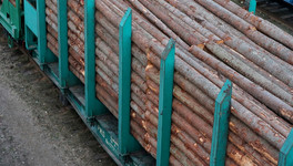 В Кировской области сократился объём незаконной заготовки древесины