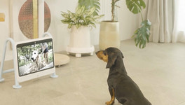В Южной Корее разработали телевизор для собак