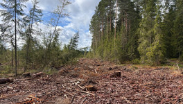 Кировские спасатели вернулись из Томской области после тушения пожаров