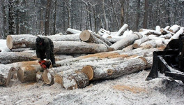 За незаконную рубку леса в Кировской области с мужчины взыскали почти 11 млн рублей