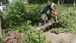 В Кирове хотят убрать более 10 тысяч стволов