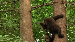 Реабилитация кировских медвежат проходит по плану